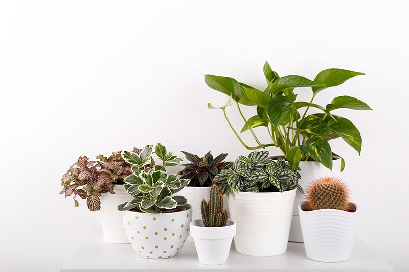 các loại cây để trang trí trong nhà